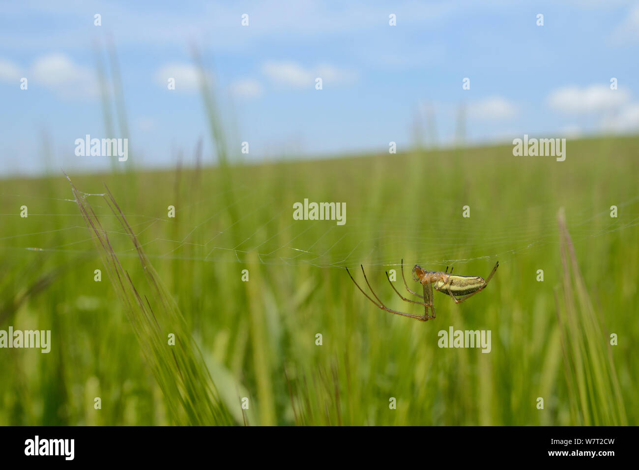 Long-jawed orbweaver / Common Stretch spider (Tetragnatha extensa) hanging upside down on its web in a Barley crop, Marlborough Downs, Wiltshire, UK, July. Stock Photo