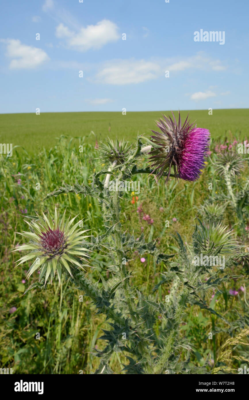 Nodding / Musk thistles (Carduus nutans) flowering in a pollen and nectar flower mix strip bordering a Barley crop (Hordeum vulgare), Marlborough Downs, Wiltshire, UK, July. Stock Photo