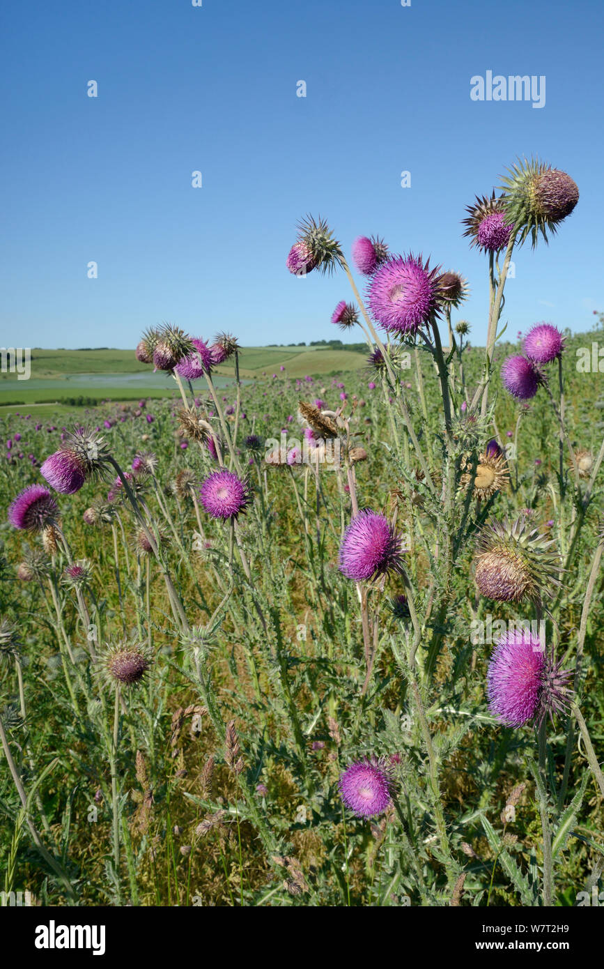 Nodding / Musk thistles (Carduus nutans) flowering in a fallow field, Marlborough Downs farmland, Wiltshire, UK, July. Stock Photo