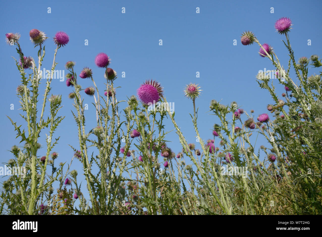 Low angle view of Nodding / Musk thistles (Carduus nutans) flowering in a fallow field, Marlborough Downs farmland, Wiltshire, UK, July. Stock Photo