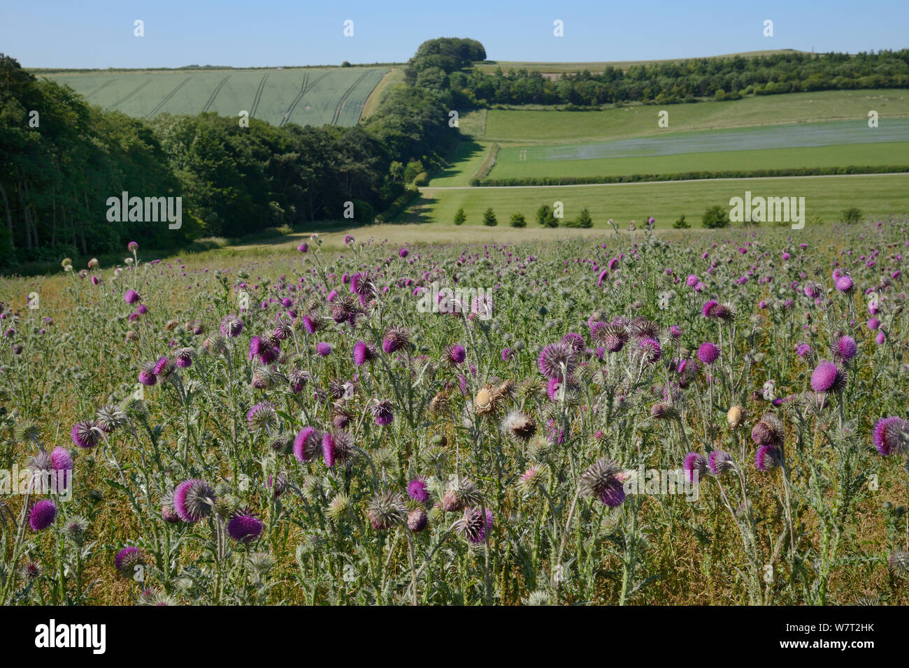 Nodding / Musk thistles (Carduus nutans) flowering in a fallow field with a tree belt and a flowering Linseed crop (Linum usitatissimum) in the background, Marlborough Downs farmland, Wiltshire, UK, July. Stock Photo