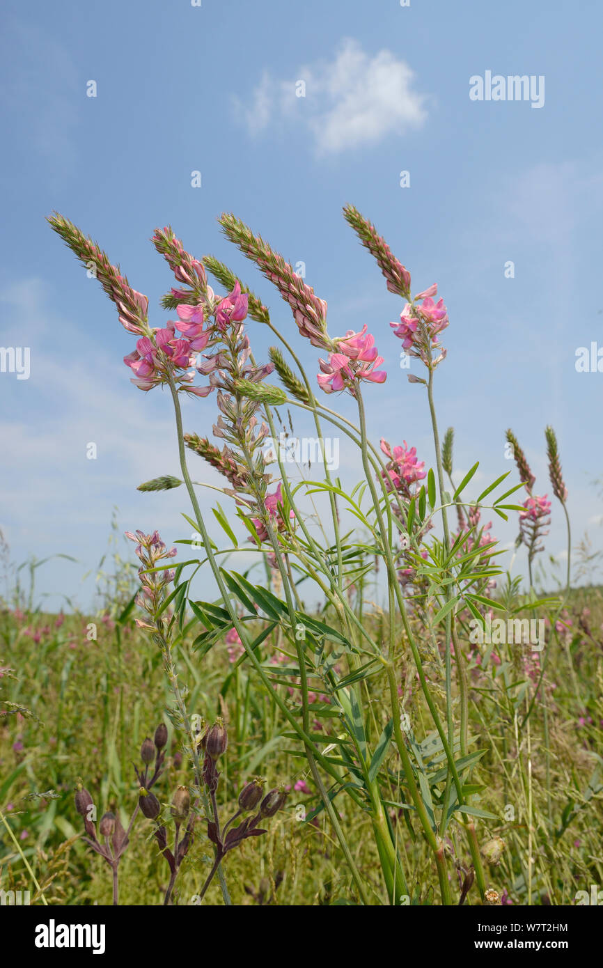 Low angle view of Common sainfoin (Onobrychis viciifolia) flowering in a pollen and nectar flower mix strip bordering a Barley crop (Hordeum vulgare), Marlborough Downs, Wiltshire, UK, July. Stock Photo