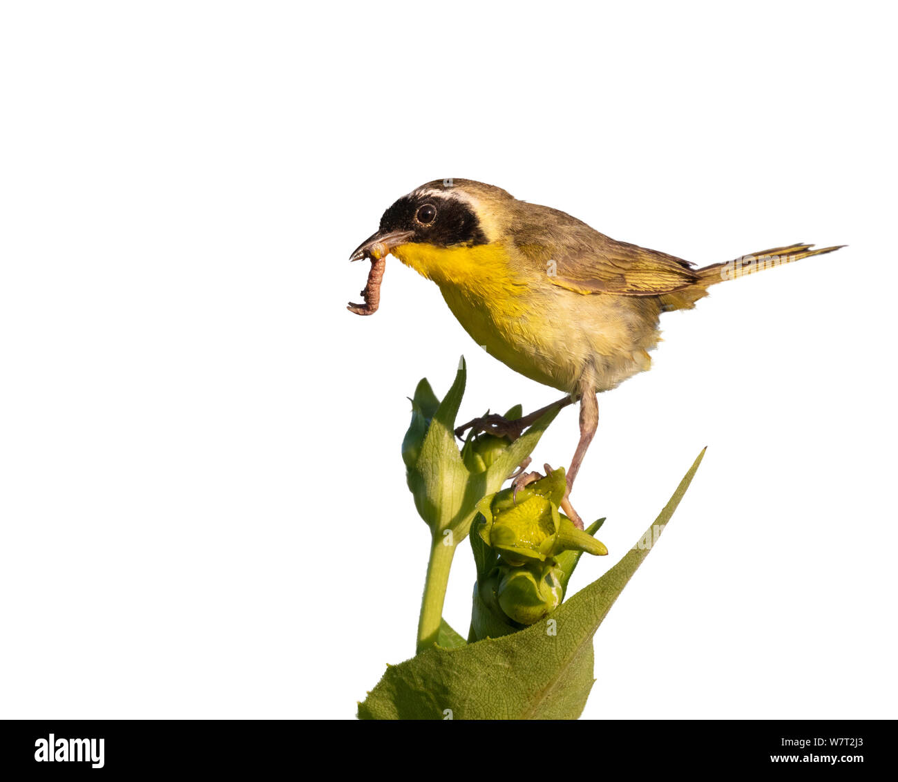 Common yellowthroat (Geothlypis trichas) male with insect in the beak, isolated on white background. Stock Photo