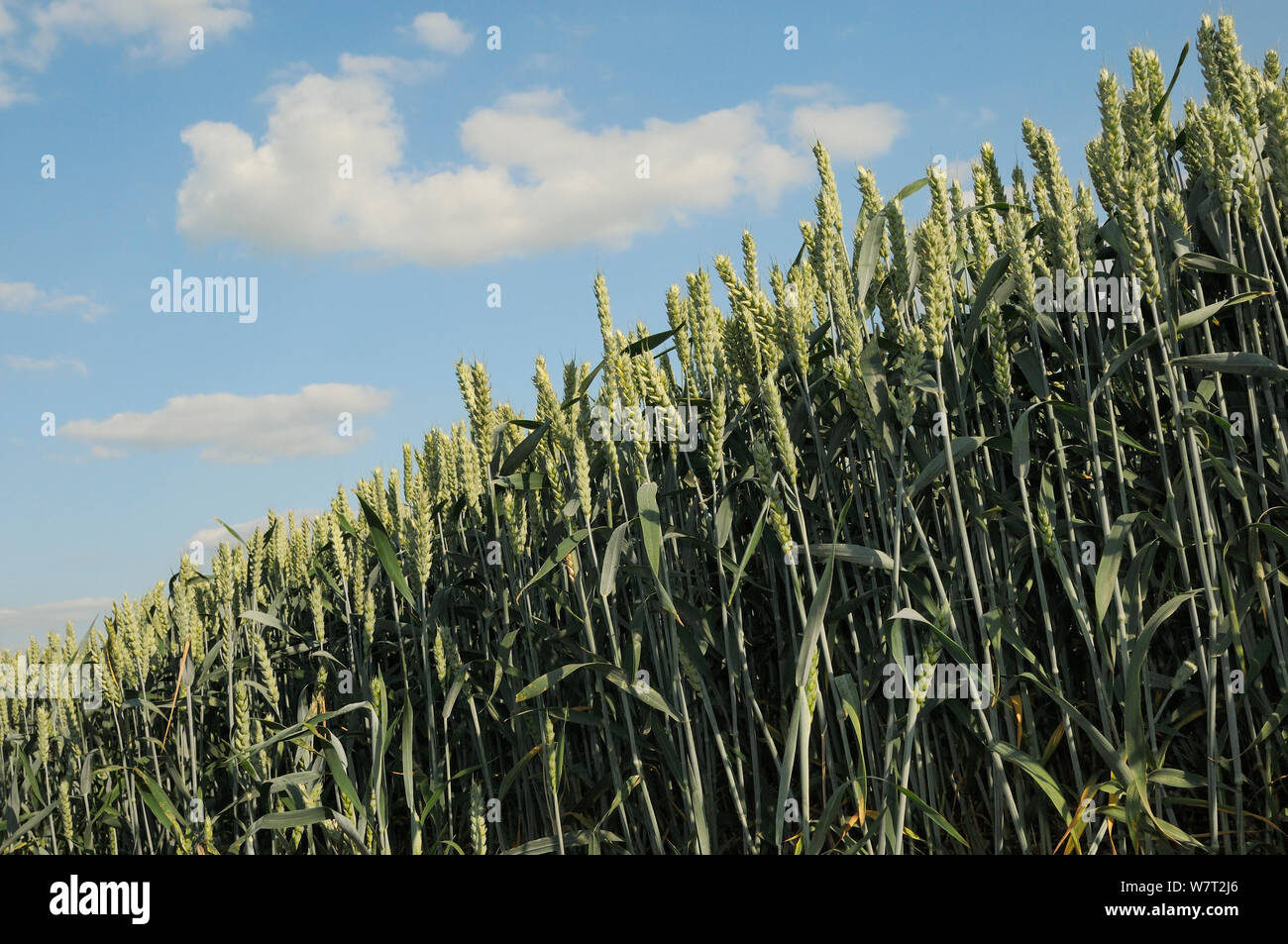 Low angle view of ripening Wheat crop (Tricticum aestivum), Marlborough Downs, Wiltshire, UK, July. Stock Photo