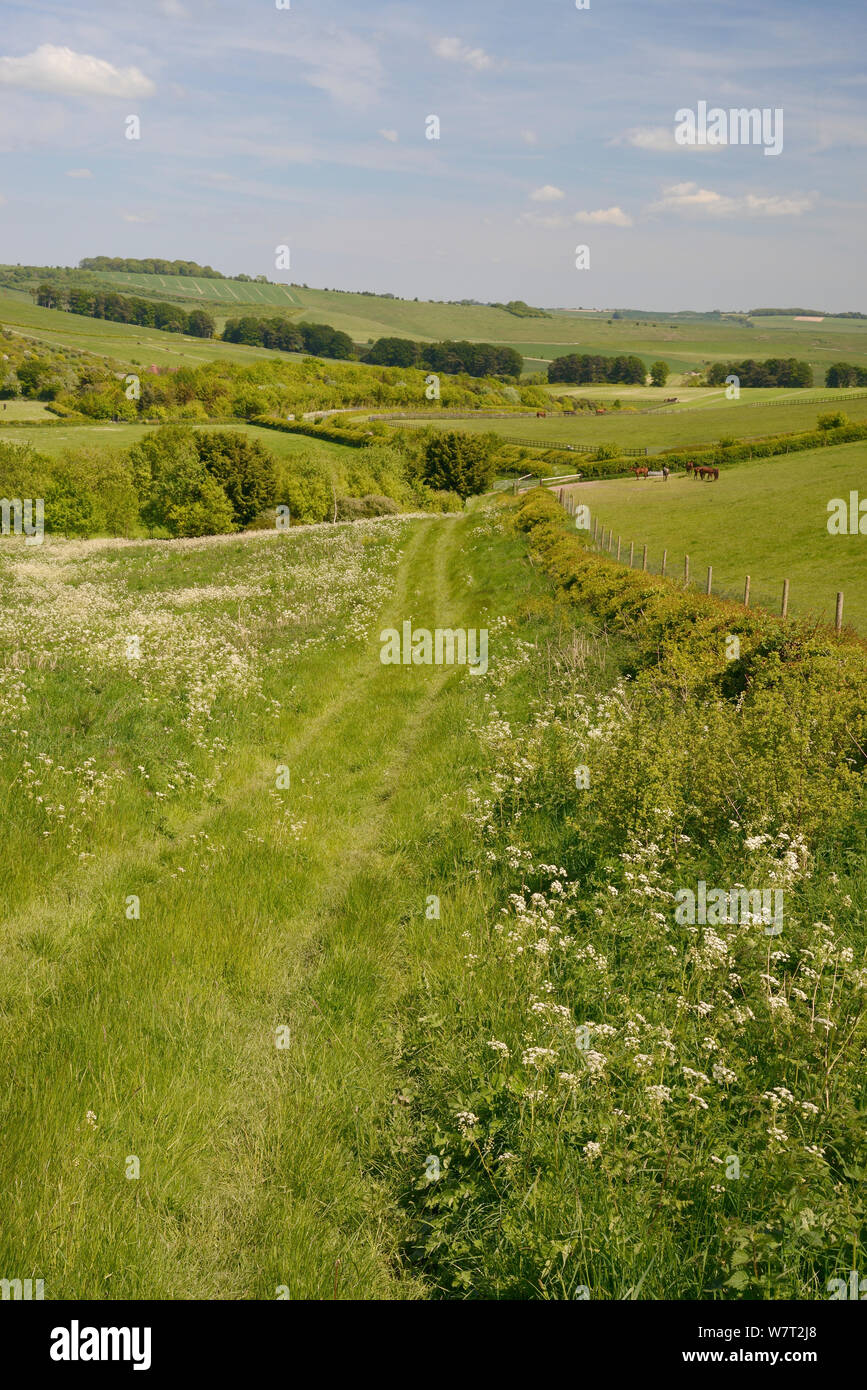 Farmland meadow with flowering Common Hogweed (Heracleum sphondylium) and pastureland grazing for horses and sheep, arable crops, tree belts and the Ridgeway in the background, Marlborough Downs, Wiltshire, UK, June. Stock Photo