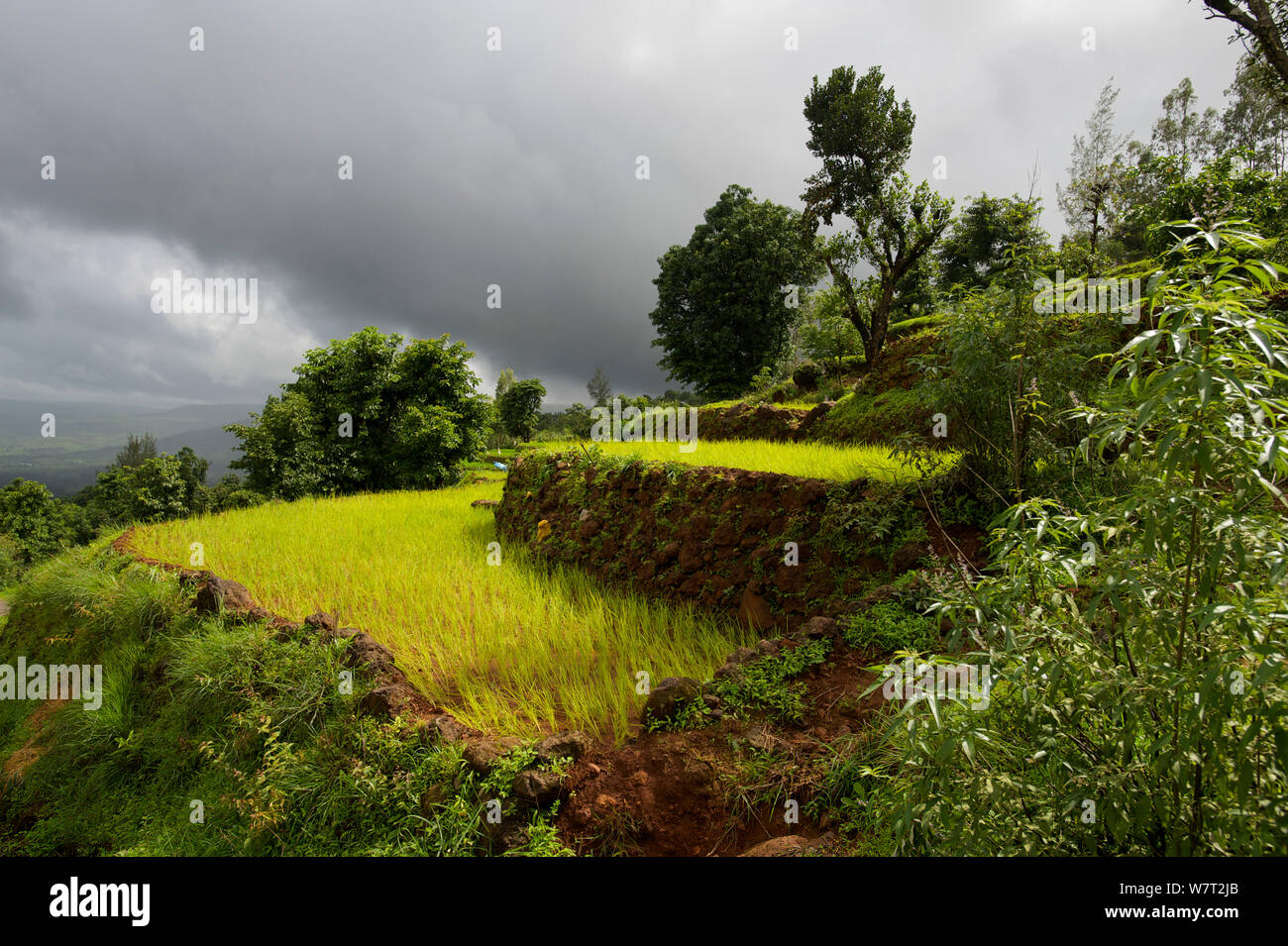 Rice fields in the Western Ghats, India, August 2010. Stock Photo