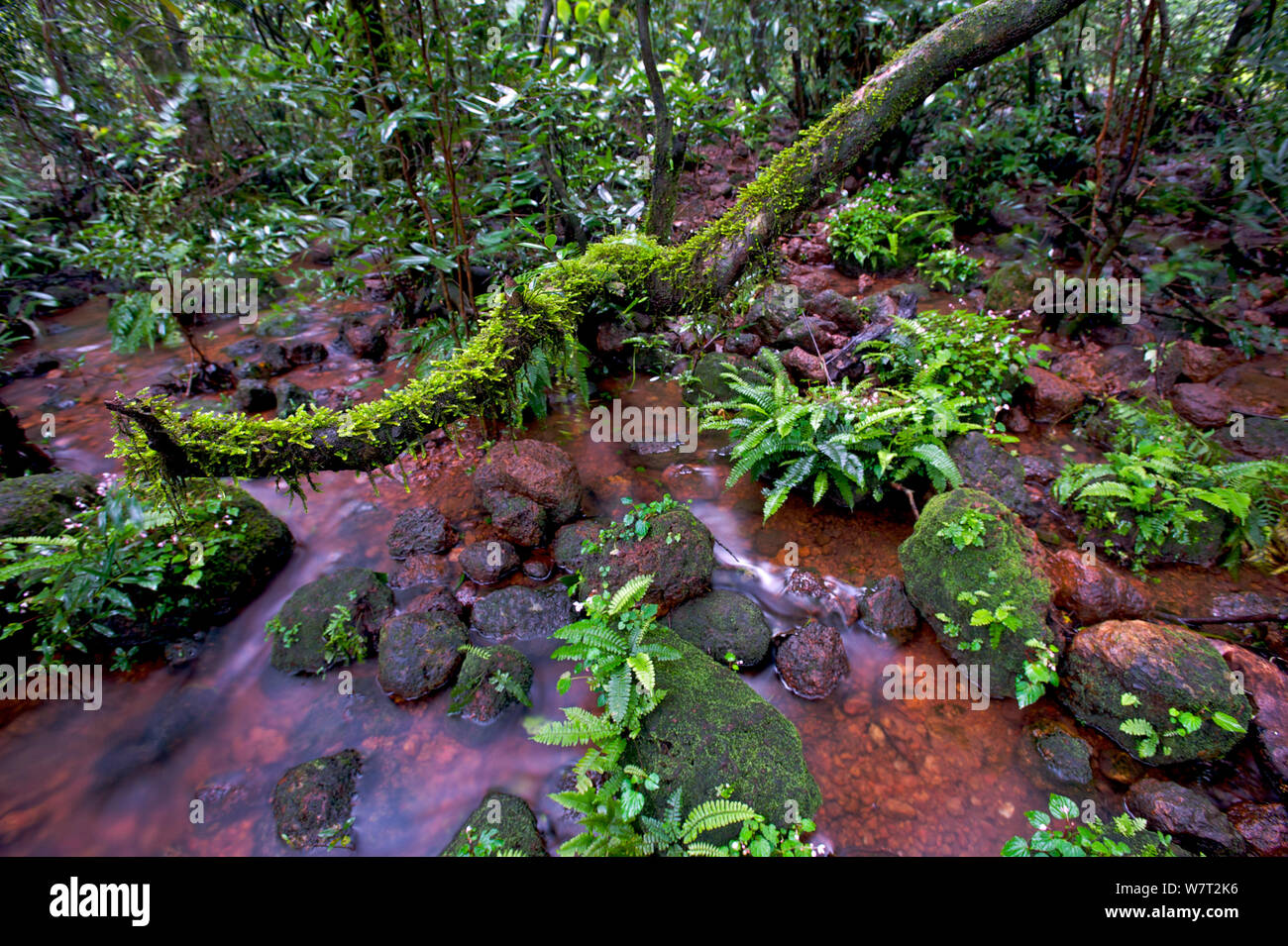 Shallow river and vegetation growing between volcanic rocks, Deccan Traps, Western Ghats, India. Stock Photo