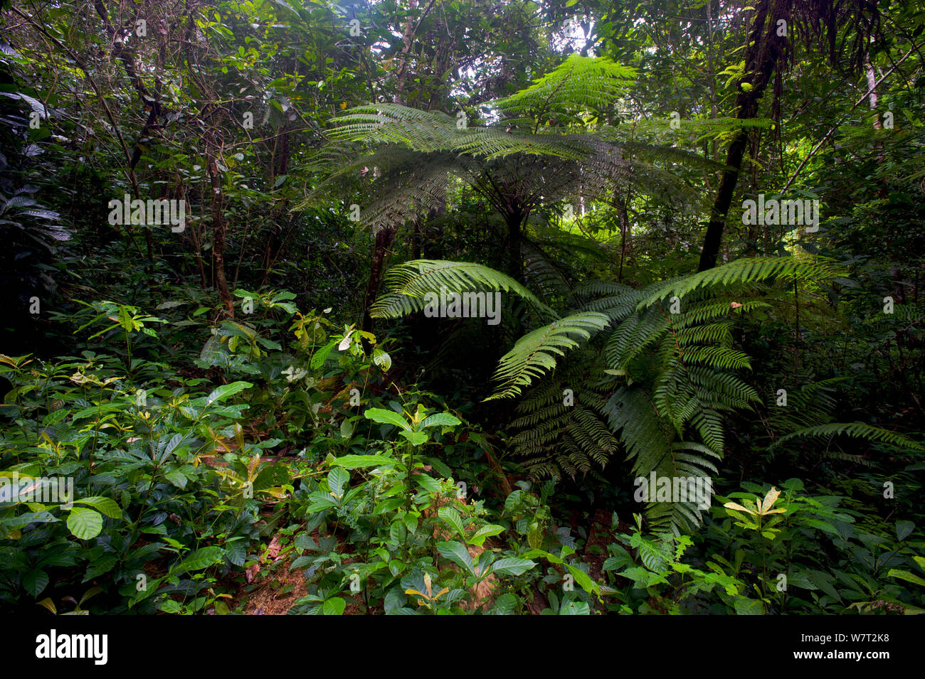 Tree fern (Cyathea manniana) in the Atewa forest reserve, Ghana. Stock Photo