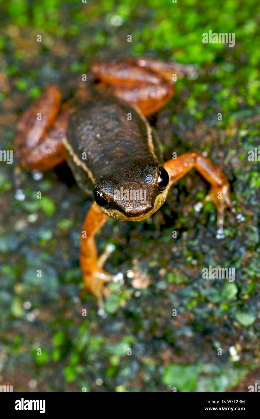 Awa Rocket-Frog (Hyloxalus awa) Canande Reserve, Ecuador. Stock Photo