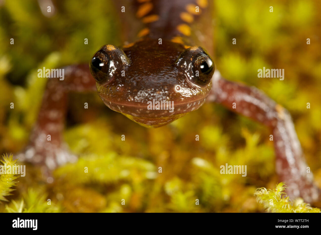 Caucasian Salamander (Mertensiella caucasica). Mtirala National Park, Georgia, September Stock Photo