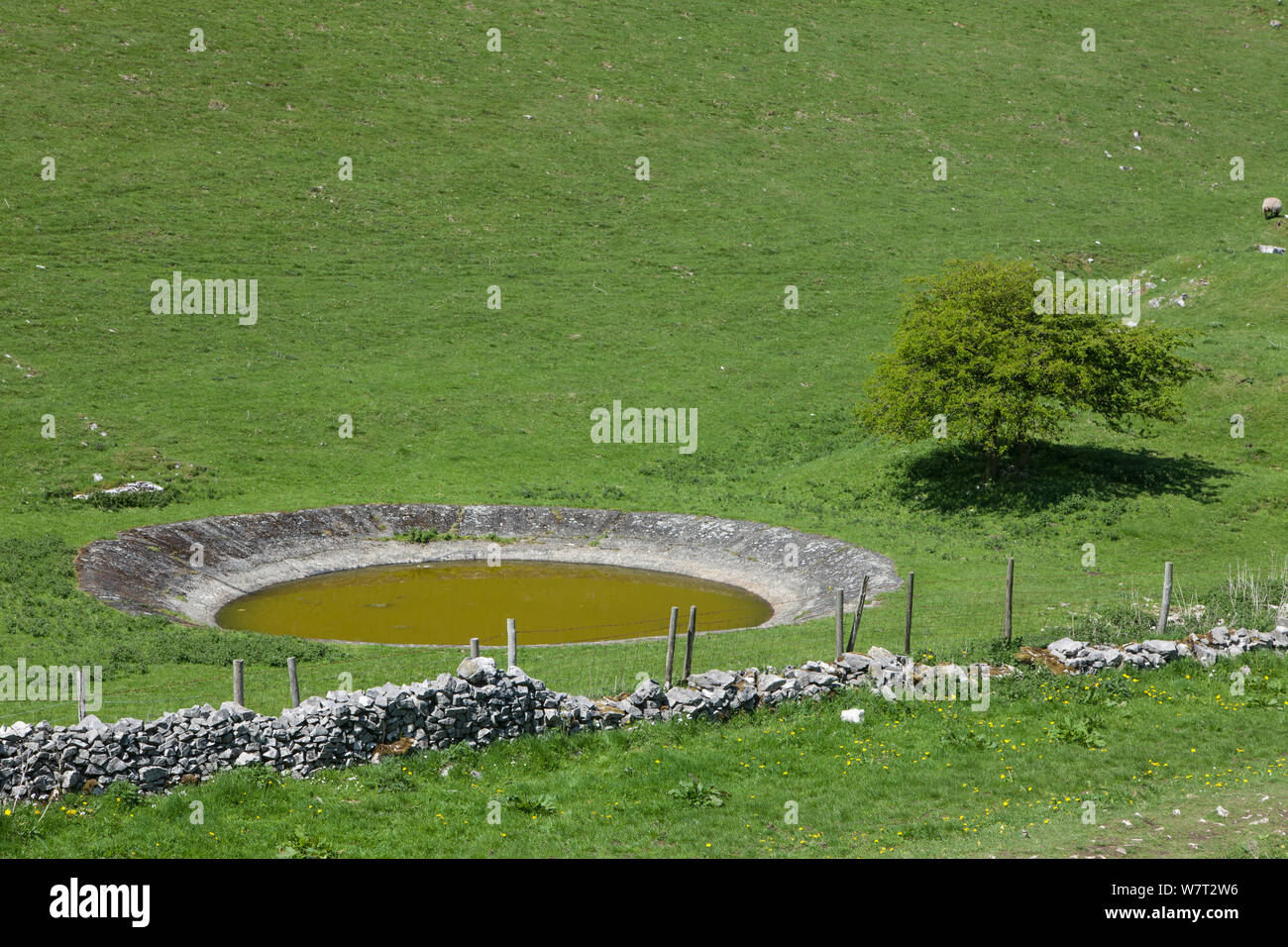 Dew pond, Deep Dale, Derbyshire, England, UK. May 2013. Stock Photo