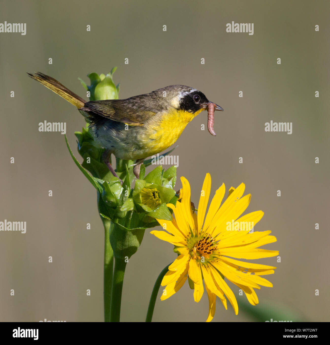 Common yellowthroat (Geothlypis trichas) male, hunting insects in blooming prairie, Iowa, USA. Stock Photo