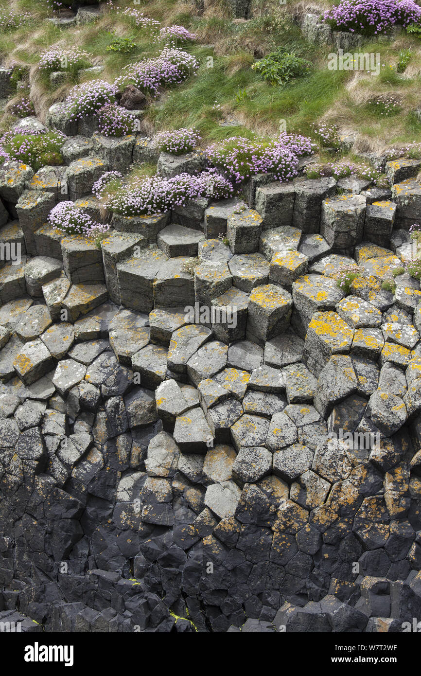 Hexagonal basaltic rock formations and Sea thrift (Armeria maritima) Staffa, Inner Hebrides, Scotland, June. Stock Photo
