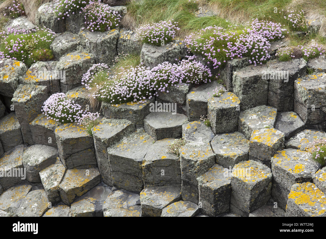 Hexagonal basaltic rock formations and Sea thrift (Armeria maritima) Staffa, Inner Hebrides, Scotland, June. Stock Photo