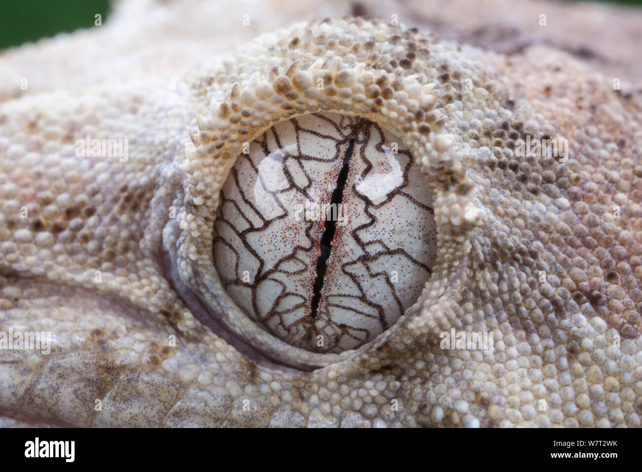 Mossy New Caledonian gecko (Mniarogekko / Rhacodactylus chahoua) close-up of eye, captive from New Caledonia. Stock Photo