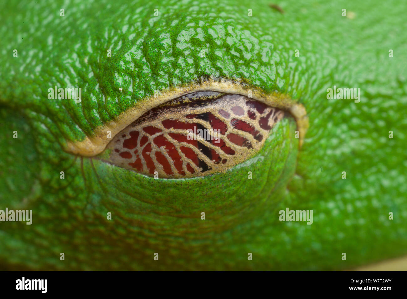 Red-eyed leaf frog (Agalychnis callidryas) close-up of eye showing patterned lower eyelid. Stock Photo