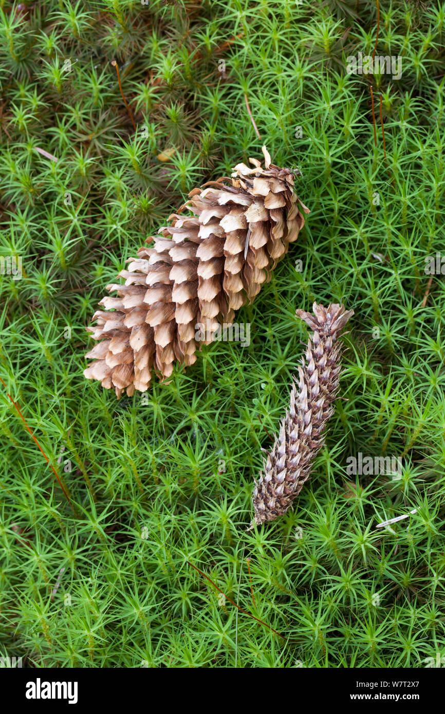 Sitka spruce (Picea sitchensis) cones, one gnawed by a squirrel, lying on hair moss (Polytrichum commune) Peak District, England, UK. July. Stock Photo