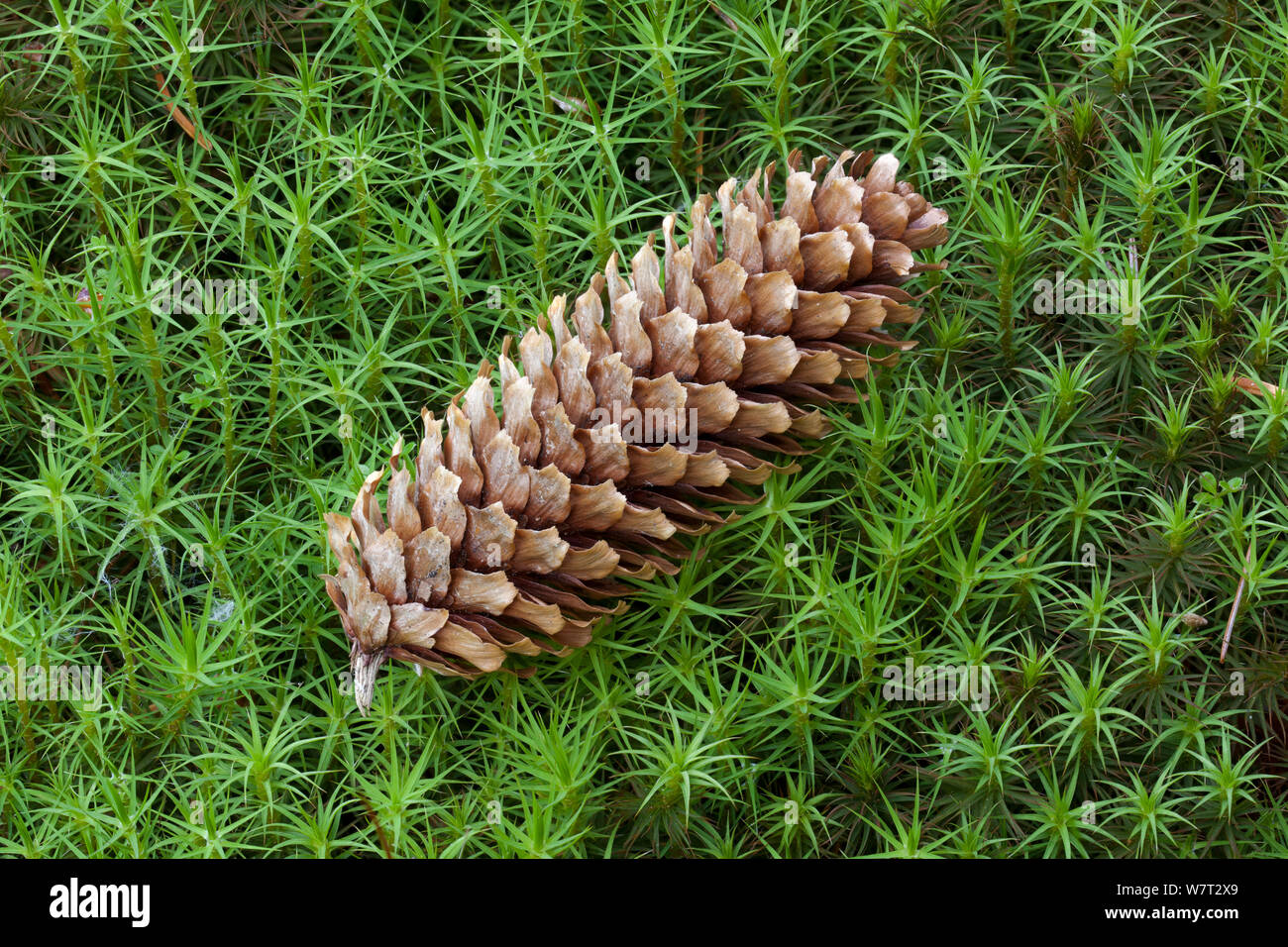 Sitka spruce (Picea sitchensis) cone lying on Hair moss (Polytrichum commune) Peak District, England, UK. July. Stock Photo