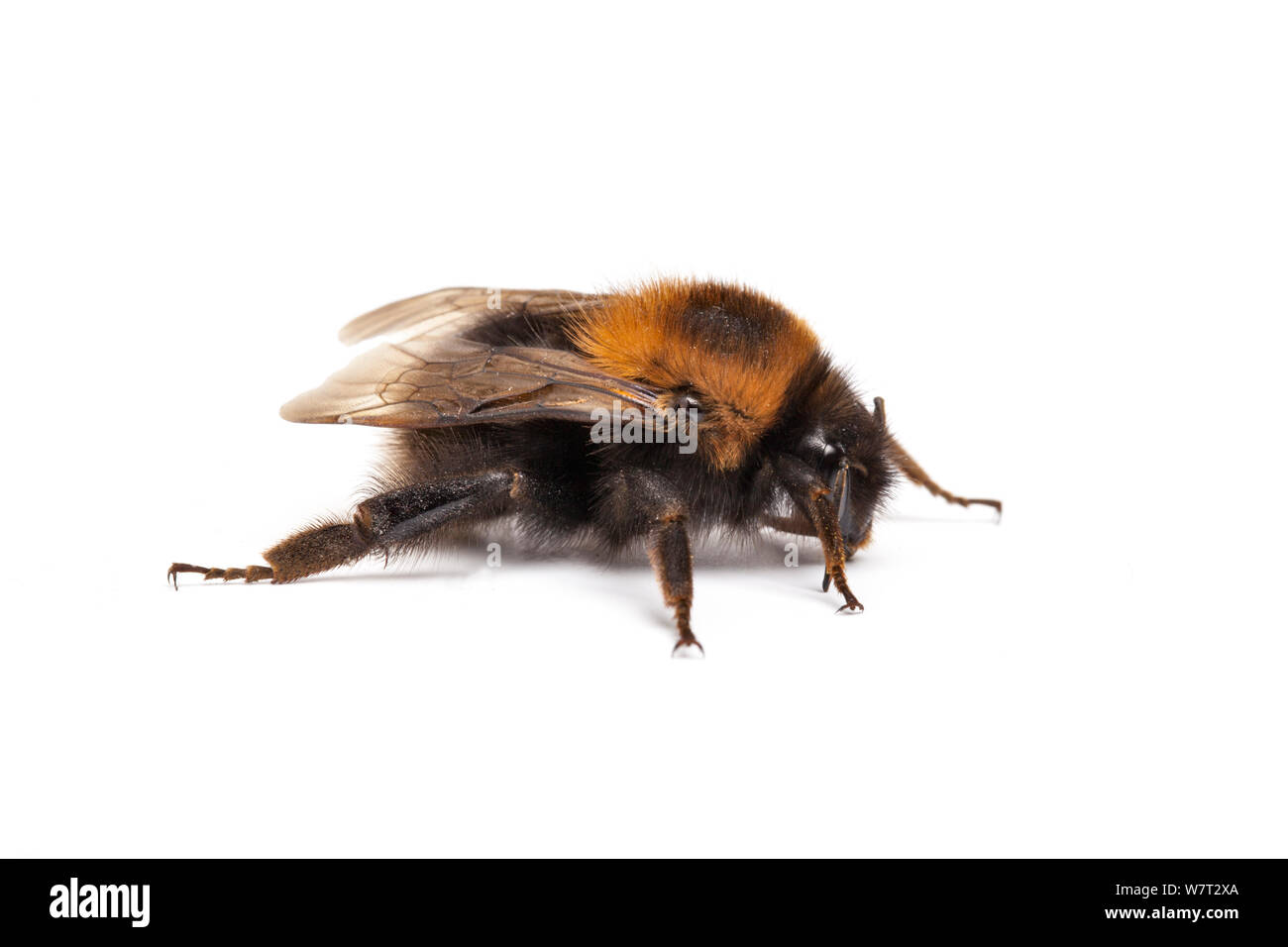 Garden bumblebee (Bombus hortorum) dark form, against white background, Sheffield, England, UK. April. Stock Photo
