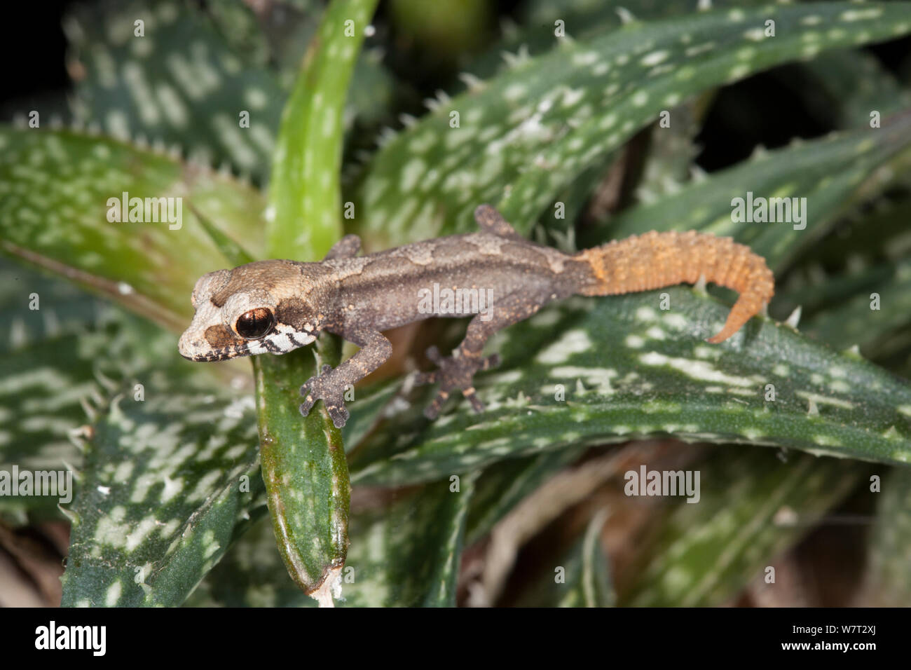 Grandidier&#39;s gecko (Paroedura androyensis) hatchling, captive native to Madagascar. Stock Photo
