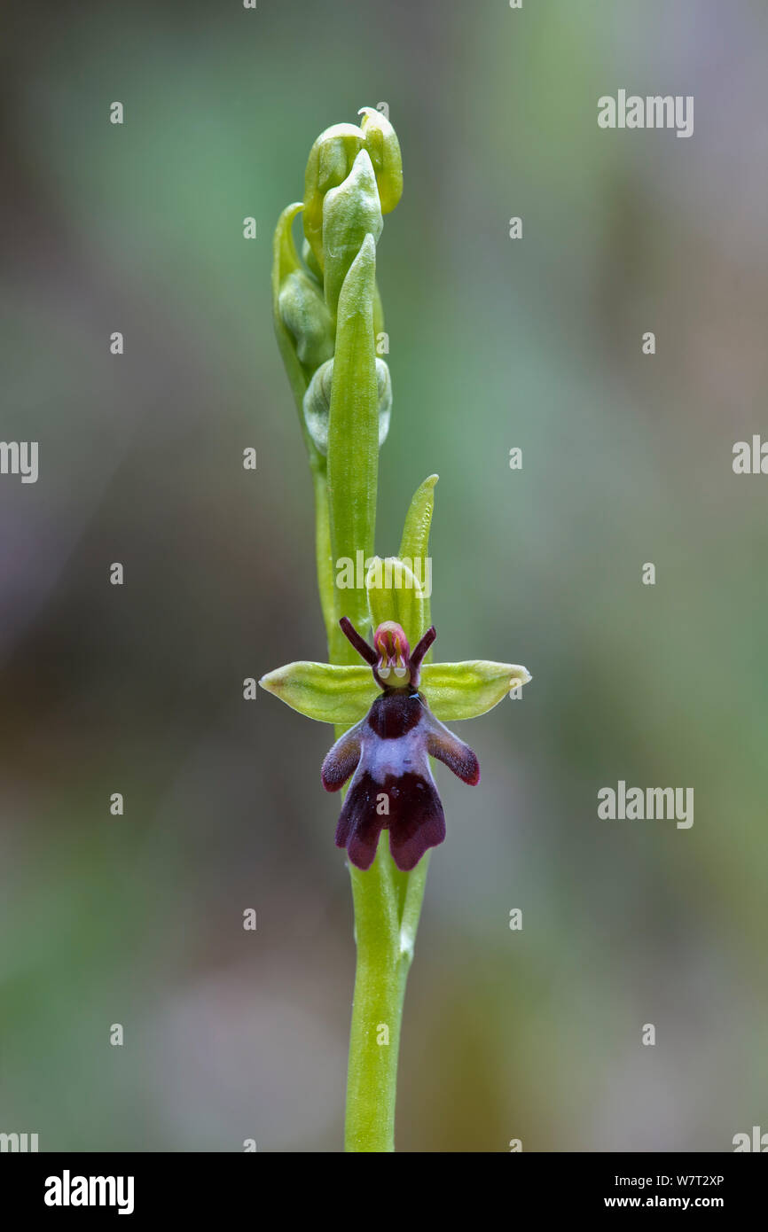Fly orchid (Ophrys insectifera) Derbyshire, Peak District, England, UK, June. Stock Photo