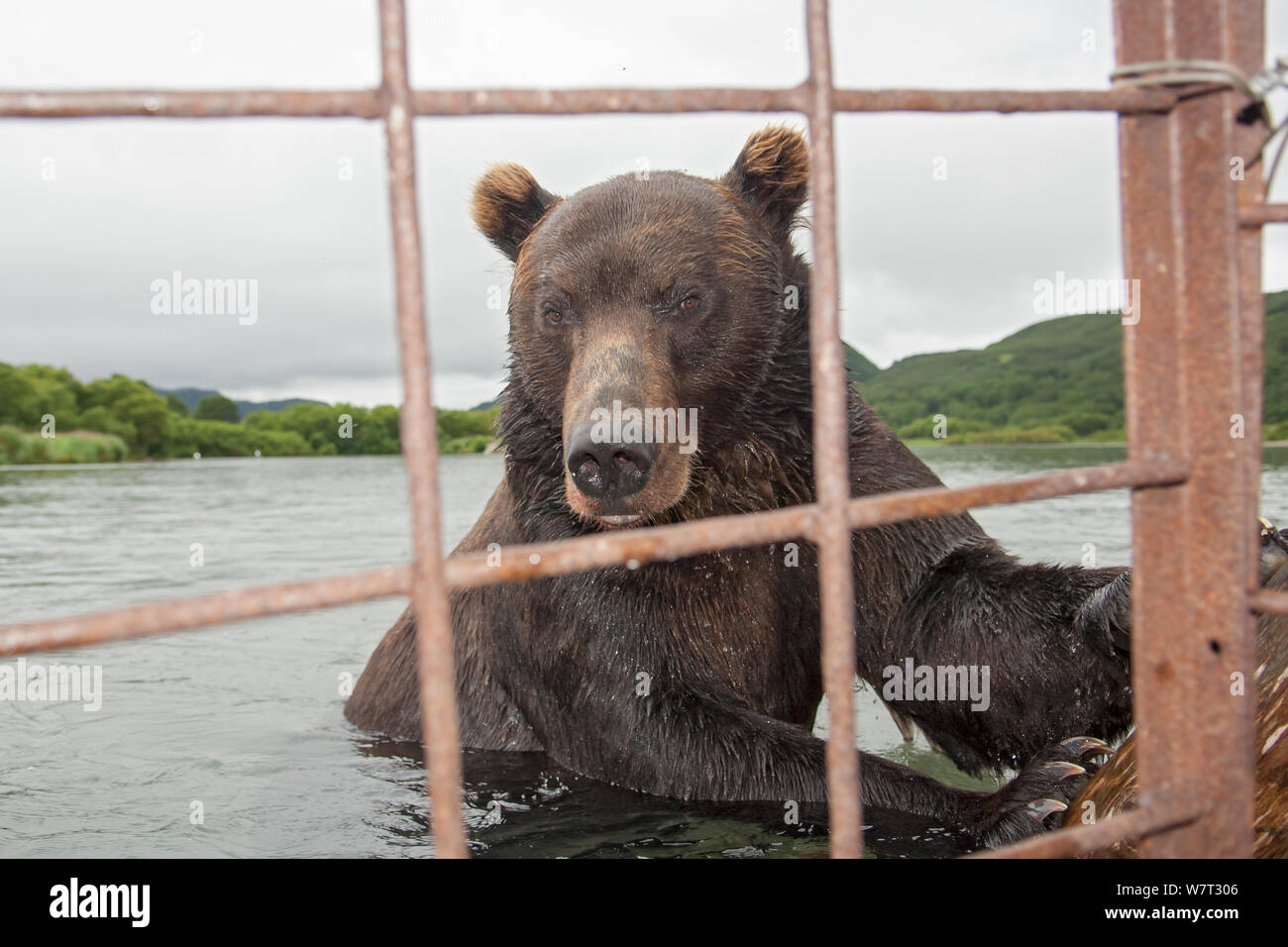 Kamchatka brown bear (Ursus arctos beringianus) in river, taken from protective cage, Kamchatka, Far East Russia. Stock Photo