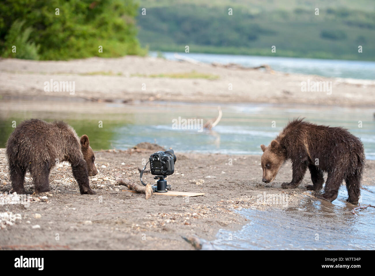 Kamchatka brown bear (Ursus arctos beringianus) with remote camera set up, Kamchatka, Far East Russia, August. Stock Photo