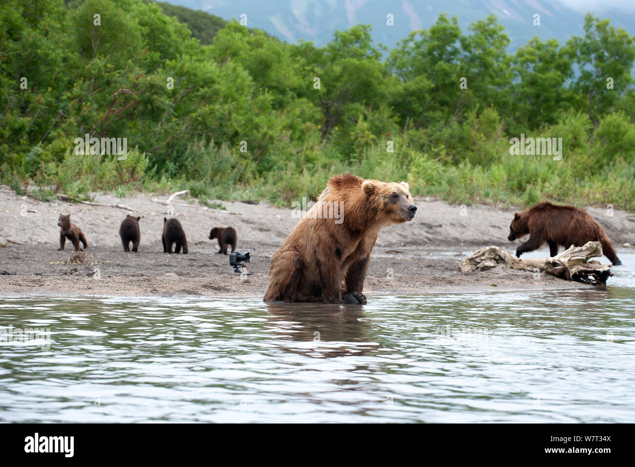 Kamchatka brown bears (Ursus arctos beringianus) and remote camera, Kamchatka, Far East Russia, August. Stock Photo