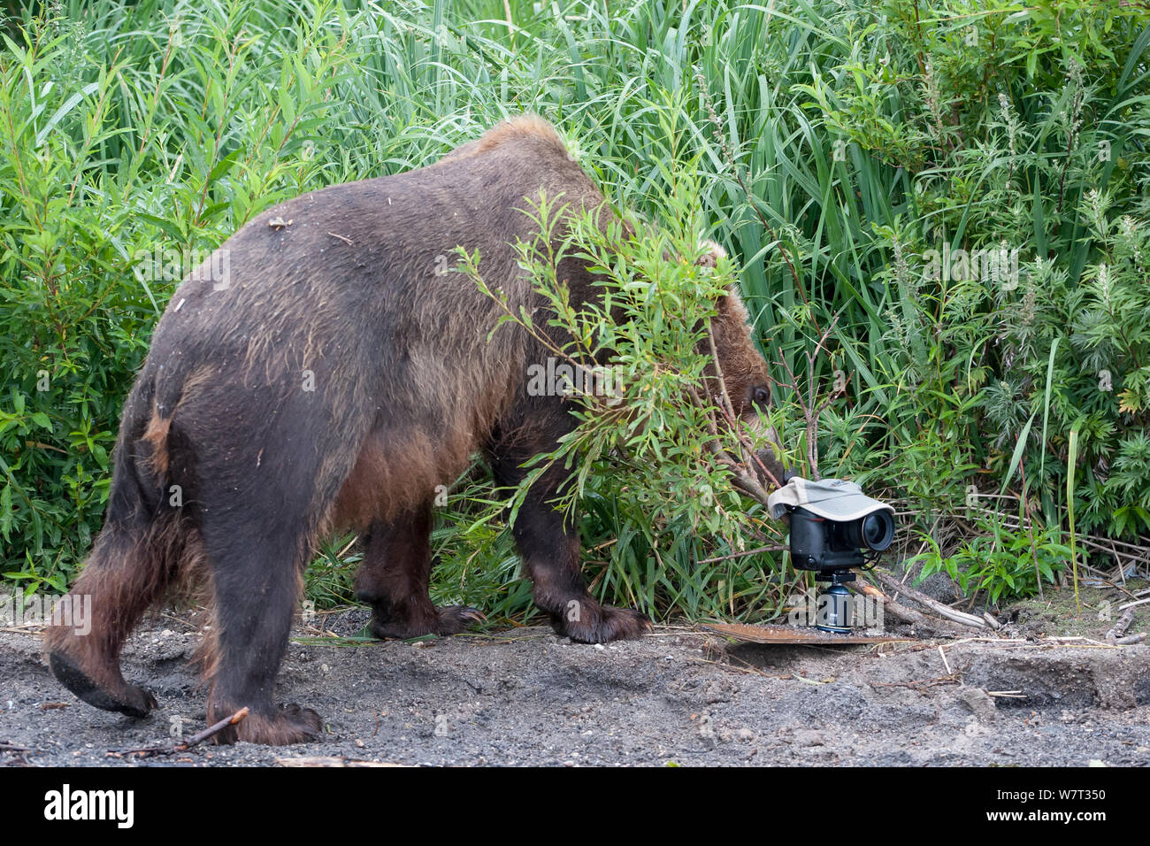 Kamchatka brown bear (Ursus arctos beringianus) investigating remote camera, Kamchatka, Far East Russia, August. Stock Photo