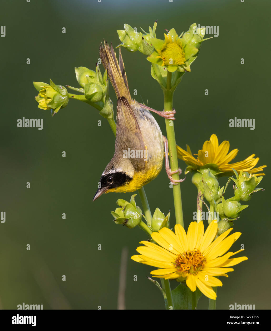 Common yellowthroat (Geothlypis trichas) male, in blooming prairie, Iowa, USA Stock Photo