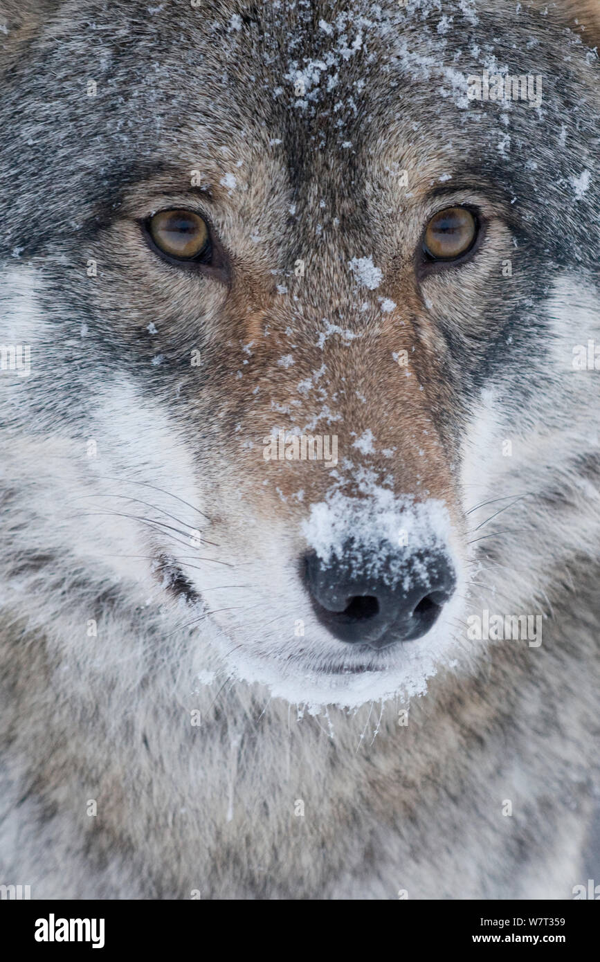Close up face european grey wolf hi-res stock photography and images ...