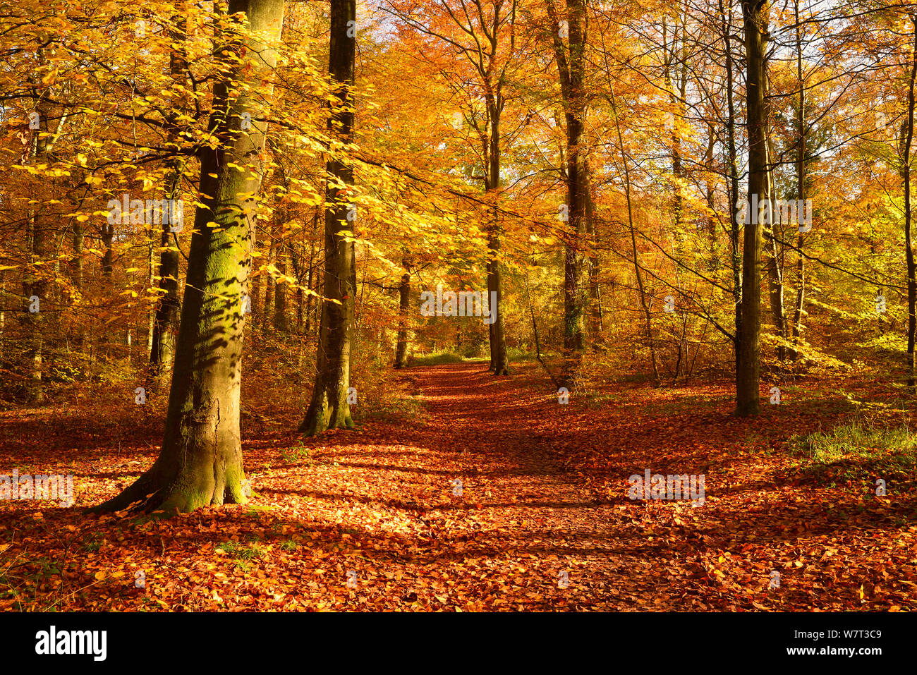 Path through Beech (Fagus sylvatica) woodland in autumn, Wickham, Hampshire, England, UK, November. Stock Photo