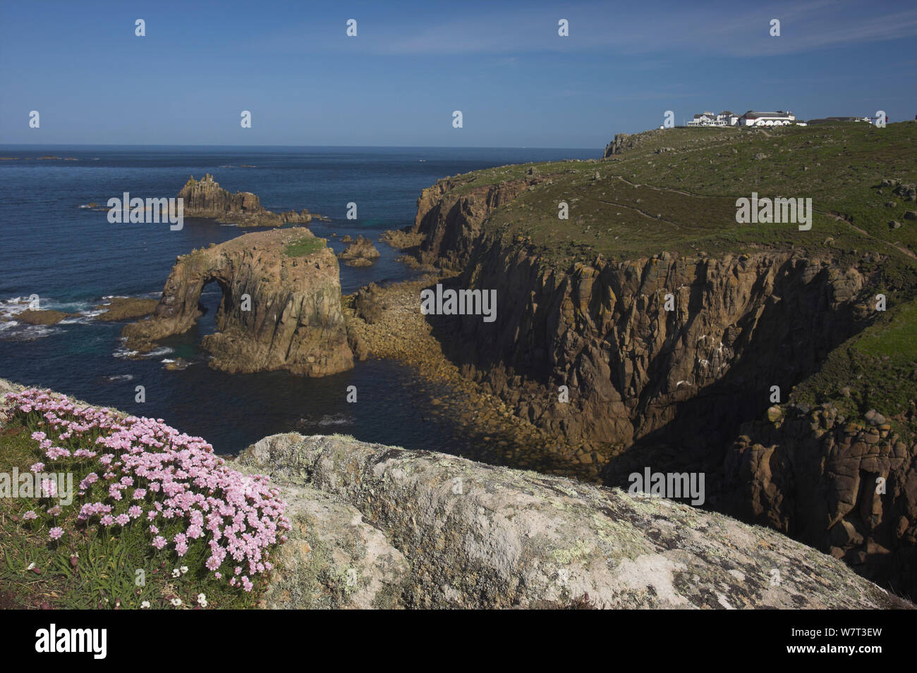 Cliffs with Sea thrift (Armeria maritima) at Lands End, Cornwall, England, UK, May 2012. Stock Photo