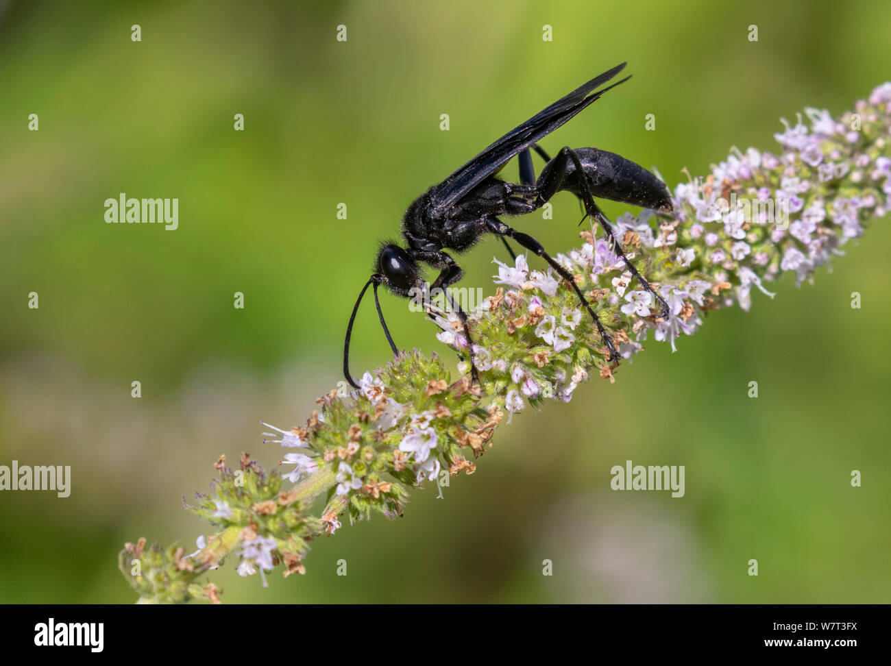 Great black wasp (Sphex pensylvanicus) eating nectar and pollinating mint flowers, Iowa, USA. Stock Photo