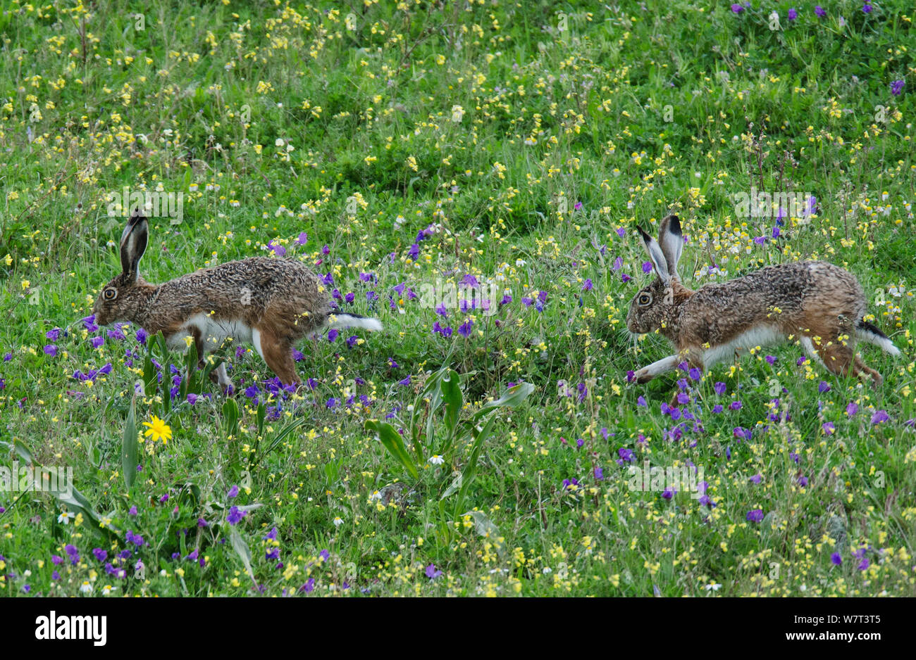 Male Iberian brown hare (Lepus granatensis) chasing a female in a courtship pursuit, Castro Verde, Alentejo, Portugal, March Stock Photo