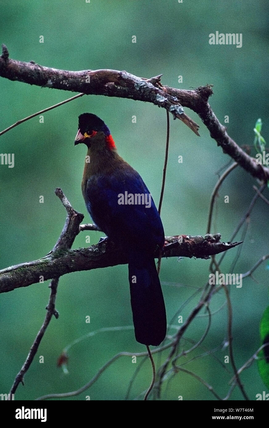 Ruwenzori Turaco (Ruwenzoris johnstoni) Mahungu, Mountains of the Moon / Ruwenzori sector of the Virunga National Park, Democratic Republic of Congo. Stock Photo