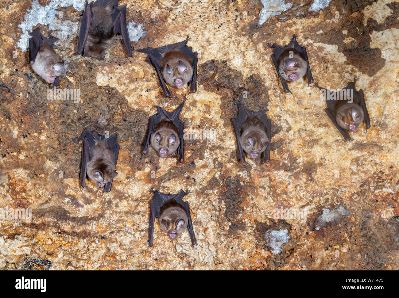 Sundevall's roundleaf bat (Hipposideros caffer) colony in cave, eastern Kenya. Stock Photo