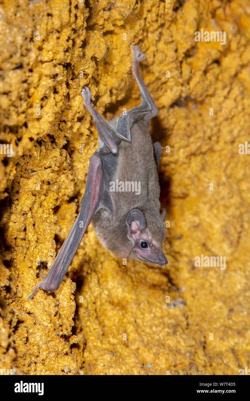African Sheath-tailed Bat (Coleura afra) roosting on a cave wall, eastern Kenya Stock Photo
