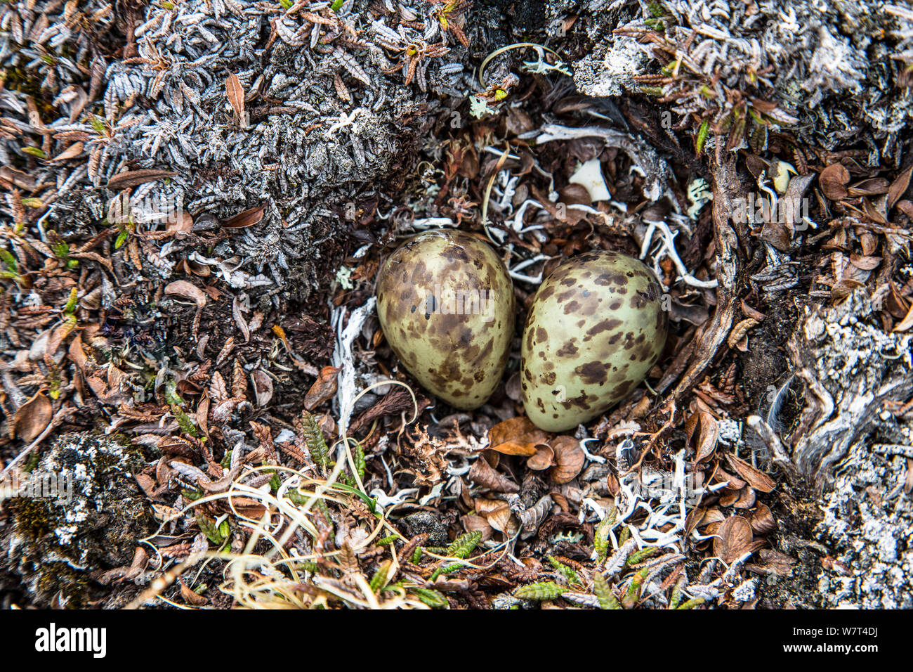 European Golden Plover (Pluvialis apricaria) two eggs in a nest on the ground, Spitzbergen, Svalbard. Norway, June. Stock Photo