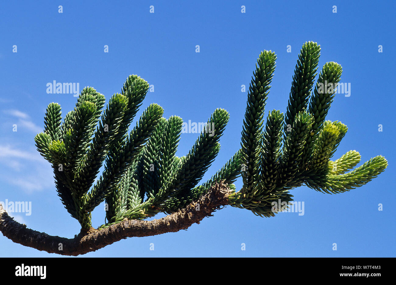 Rule araucaria tree  (Araucaria rulei) branch and leaves, New Caledonia, endemic and endangered. Stock Photo