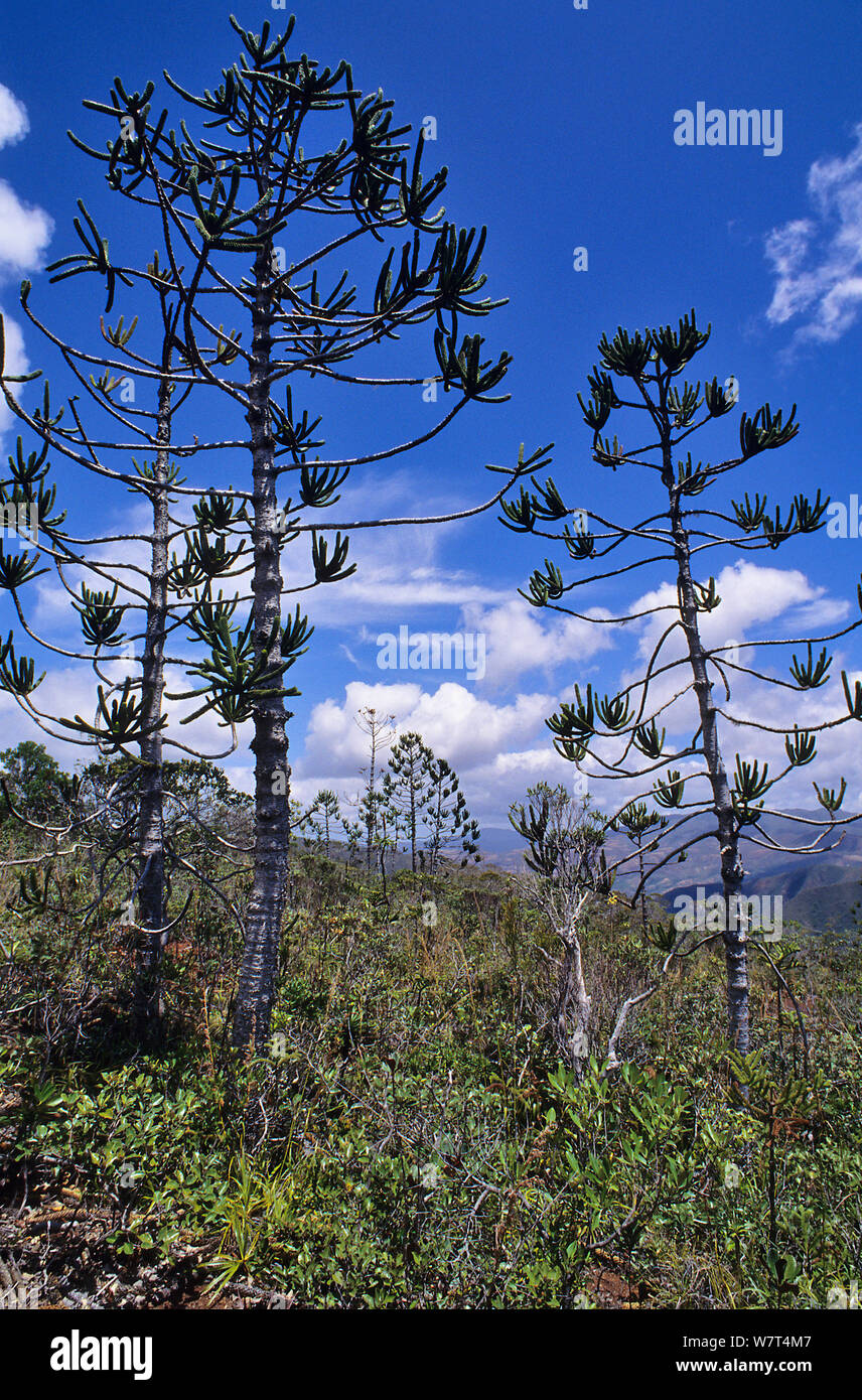 Rule araucaria trees (Araucaria rulei), New Caledonia, endemic and endangered. Stock Photo