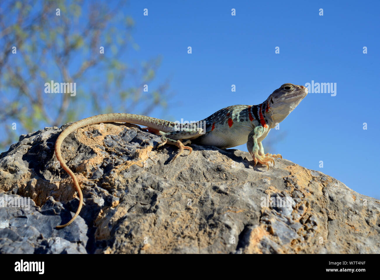 Pregnant female Collared Lizard (Crotaphytus collaris), Arizona, May