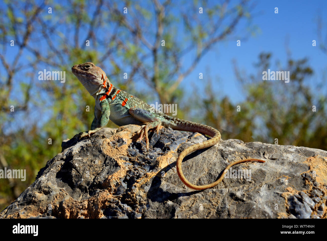Pregnant female Collared Lizard (Crotaphytus collaris), Arizona, May