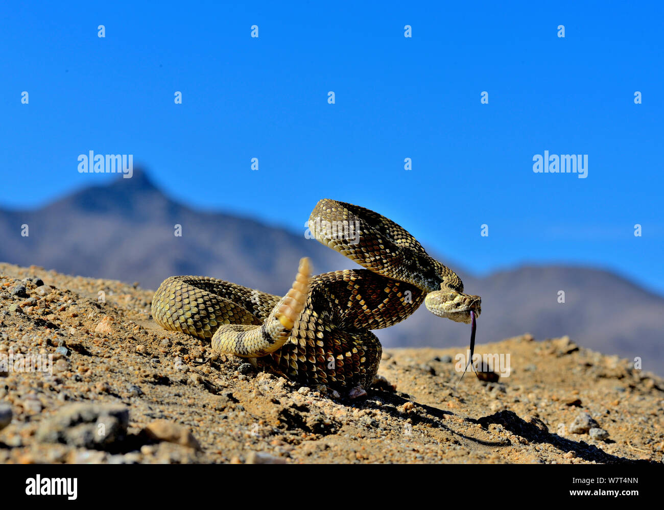 Mojave rattlesnake (Crotalus scutulatus) rattling, Mojave desert, California, June. Stock Photo