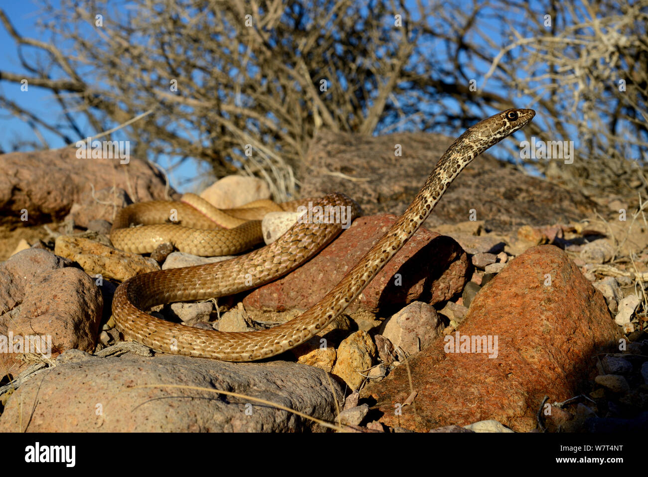 Red coachwip or Red racer (Masticophis flagellum piceus), Amargosa desert, Nevada, May. Stock Photo