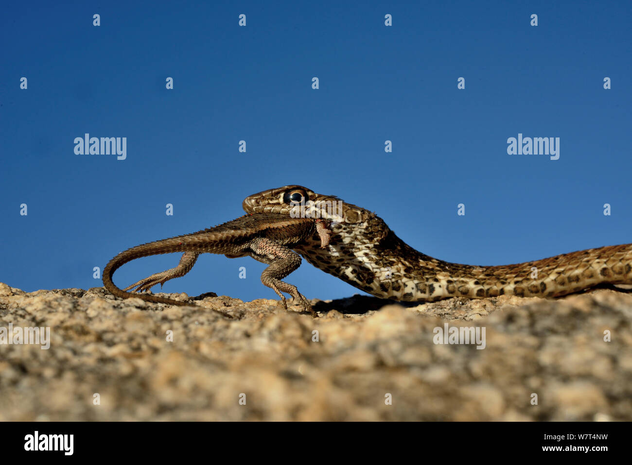 Red coachwip or Red racer (Masticophis flagellum piceus) eating Sceloporus lizard, Catalina foothill, Arizona, June. Stock Photo