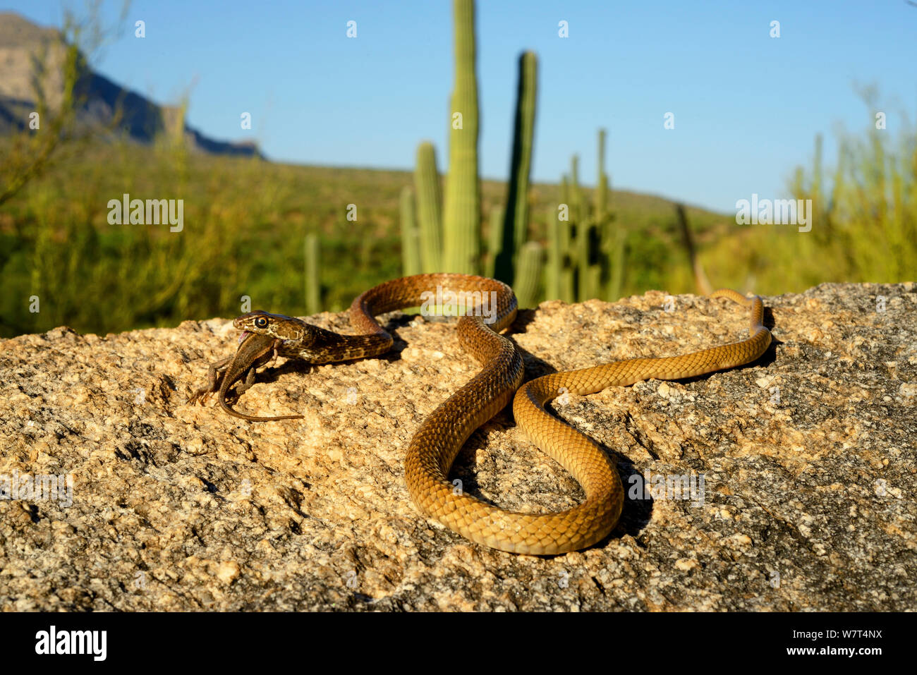 Red coachwip or Red racer (Masticophis flagellum piceus) eating Sceloporus  lizard, Catalina foothill, Arizona, June. Stock Photo