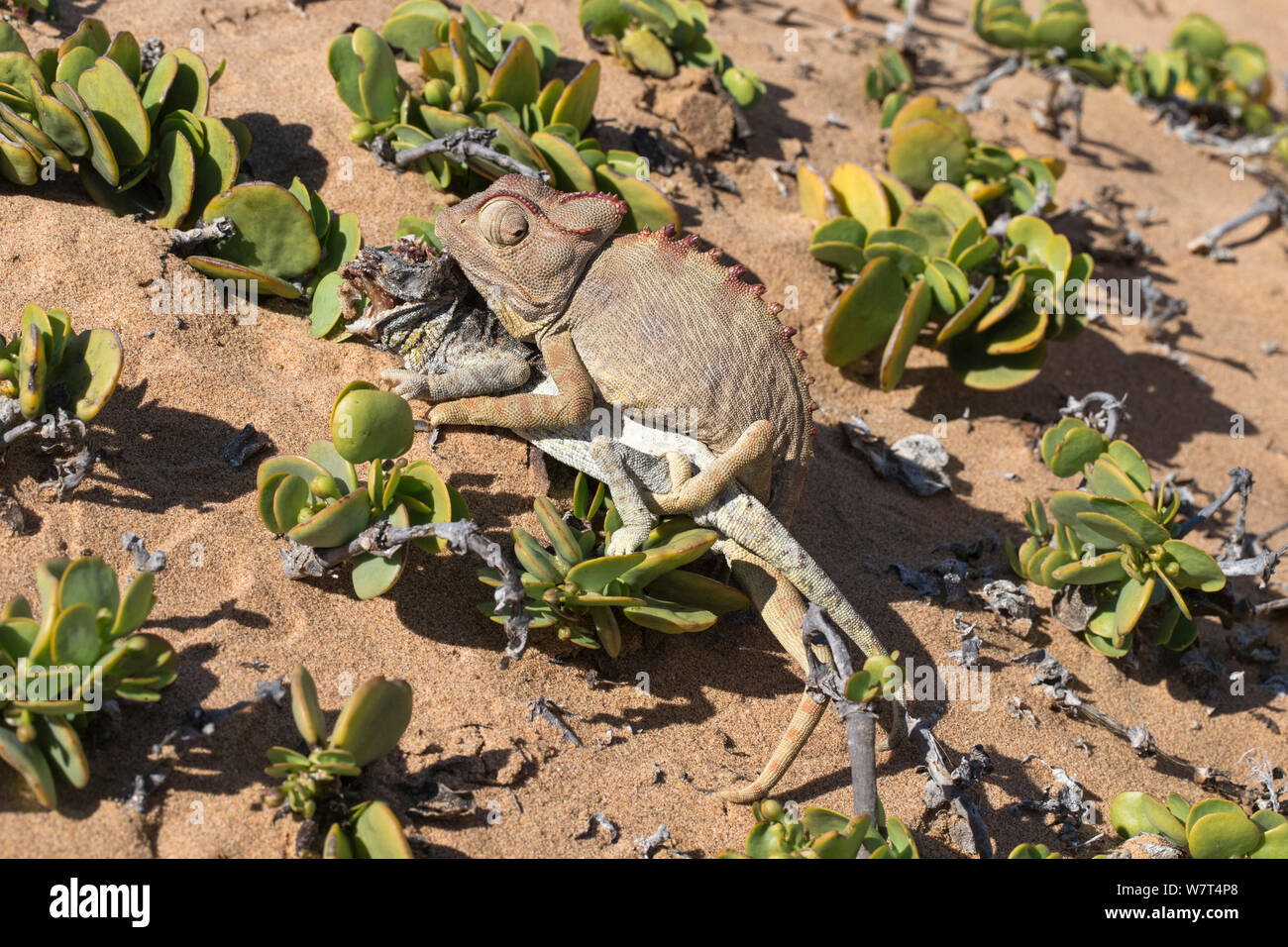 Namaqua chameleon (Chamaeleo namaquensis) attempting to mate with remains of rival male killed in fight, Namib desert, Namibia, Africa (May ) Stock Photo