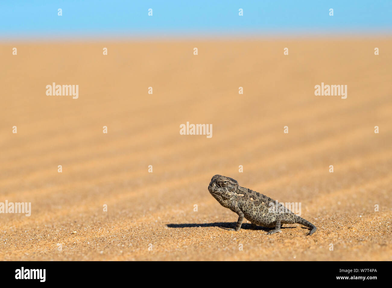 Namaqua chameleon (Chamaeleo namaquensis) baby, Namib Desert, Namibia, April Stock Photo