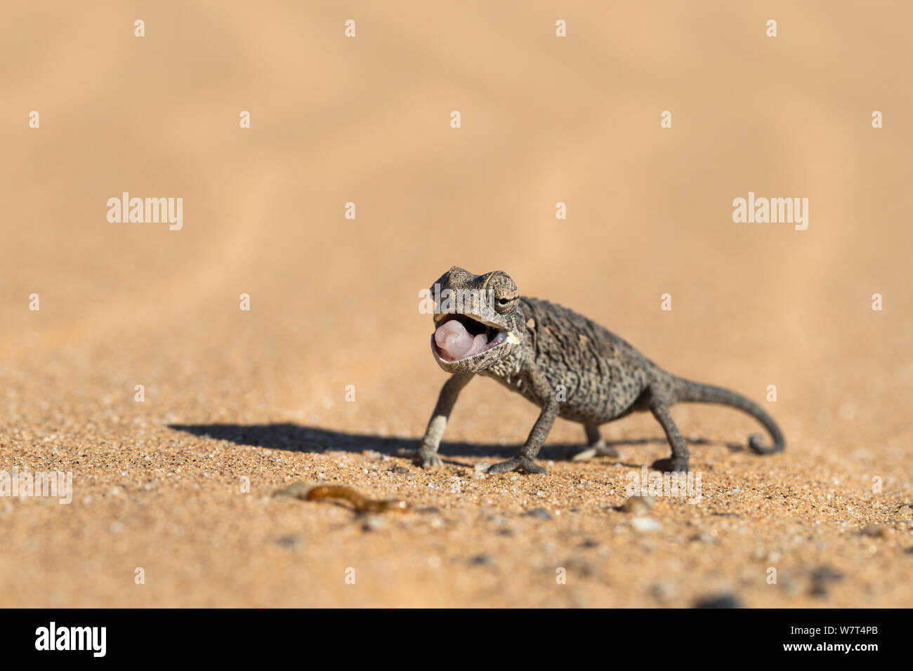 Namaqua chameleon (Chamaeleo namaquensis) poised to strike, Namib Desert, Namibia, April Stock Photo